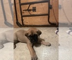 Small Photo #6 Mastiff Puppy For Sale in CALDWELL, ID, USA