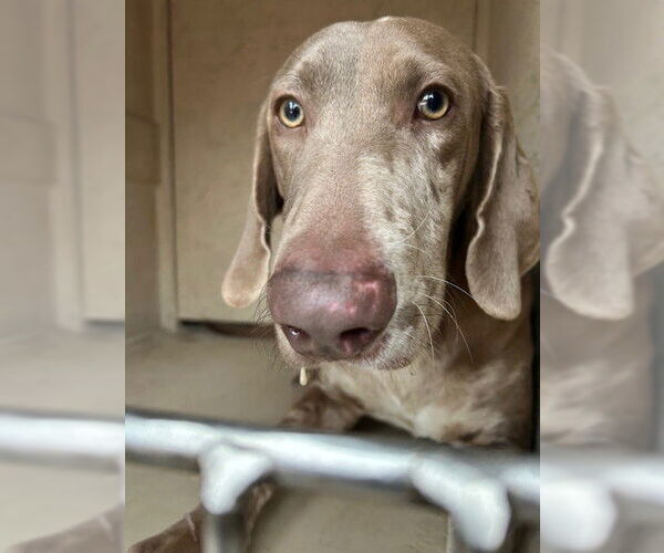 Medium Photo #1 Catahoula Leopard Dog-Weimaraner Mix Puppy For Sale in Louisville, KY, USA