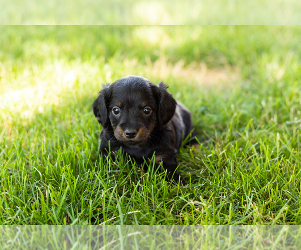 Medium Photo #6 Dachshund Puppy For Sale in NAPPANEE, IN, USA