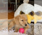 Small Photo #11 Golden Retriever Puppy For Sale in JERSEY CITY, NJ, USA