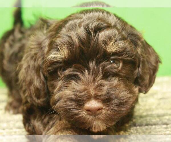 Medium Photo #10 Havanese-Poodle (Toy) Mix Puppy For Sale in SHAWNEE, OK, USA