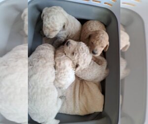 Goldendoodle Litter for sale in PELHAM, NH, USA