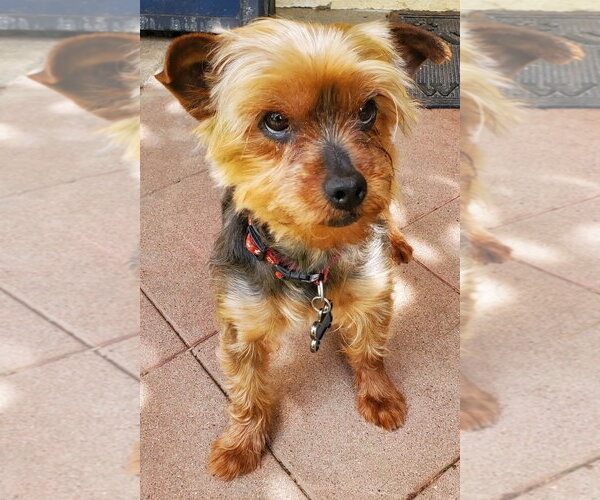 Medium Photo #2 Mutt Puppy For Sale in Allentown,, PA, USA