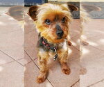 Small #1 Mutt