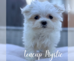 Image preview for Ad Listing. Nickname: Litter of 3