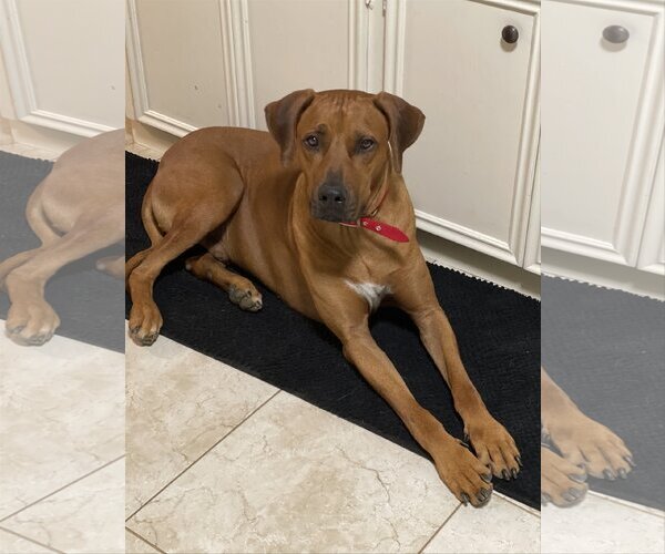 Medium Photo #2 Rhodesian Ridgeback Puppy For Sale in The Woodlands, TX, USA