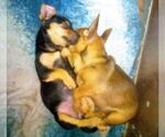 Small Photo #15 Chihuahua Puppy For Sale in NANAKULI, HI, USA
