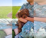 Puppy Taylor Cavapoo