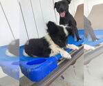 Small #2 Border Collie-Collie Mix