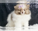 Puppy Abigail AKC Pomeranian