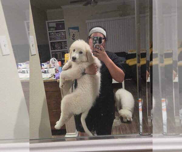 Medium Photo #1 Great Pyrenees Puppy For Sale in Dallas, TX, USA