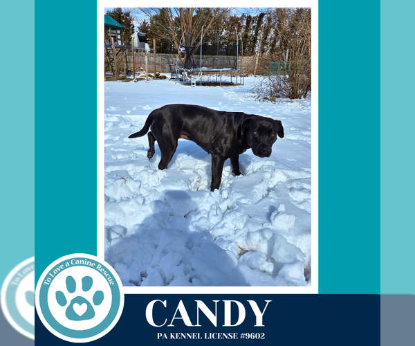 Medium Photo #4 Labrador Retriever-Unknown Mix Puppy For Sale in Kimberton, PA, USA