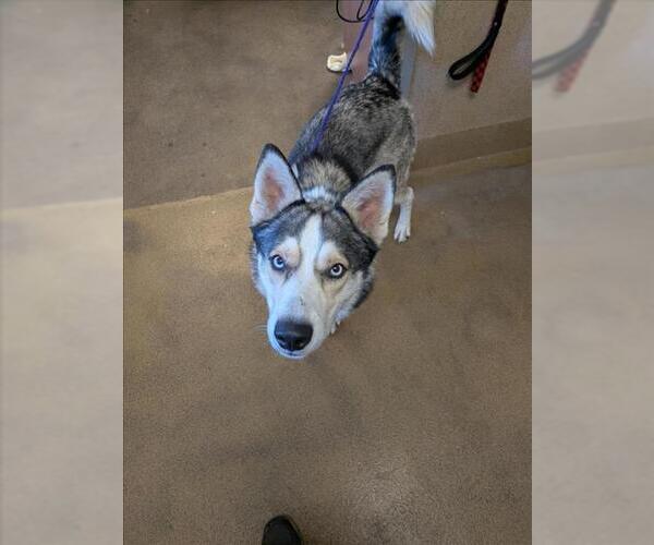 Medium Photo #1 Siberian Husky Puppy For Sale in Sacramento, CA, USA