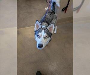 Siberian Husky Dogs for adoption in Sacramento, CA, USA