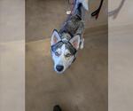 Small Siberian Husky