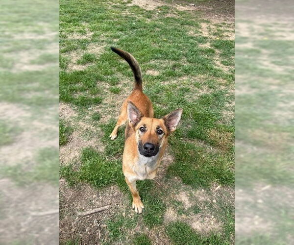 Medium Photo #2 Mutt Puppy For Sale in Woodbury, NY, USA