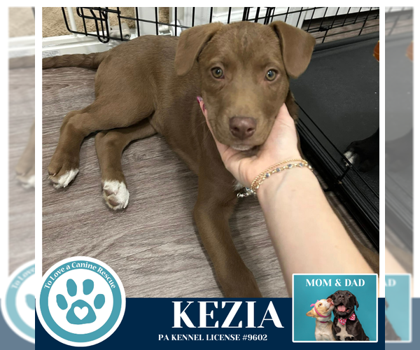 Medium Photo #3 Labrador Retriever-Unknown Mix Puppy For Sale in Kimberton, PA, USA