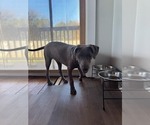 Small #1 Blue Lacy