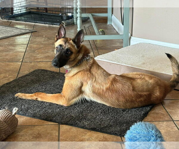 Medium Photo #3 Mutt Puppy For Sale in Stevens Point, WI, USA
