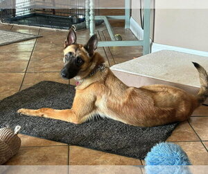 Lucca (FKA Gracie Lou) - PA - Female Mutt Dog for Adoption - Photo #3
