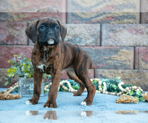 Boxer Litter for sale in MIDDLEBURY, IN, USA