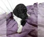 Small Photo #13 Labradoodle-Poodle (Standard) Mix Puppy For Sale in GALION, OH, USA