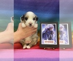 Small #1 Australian Shepherd