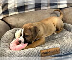 Small Photo #2 Boxer-Staffordshire Bull Terrier Mix Puppy For Sale in Holly Springs, NC, USA
