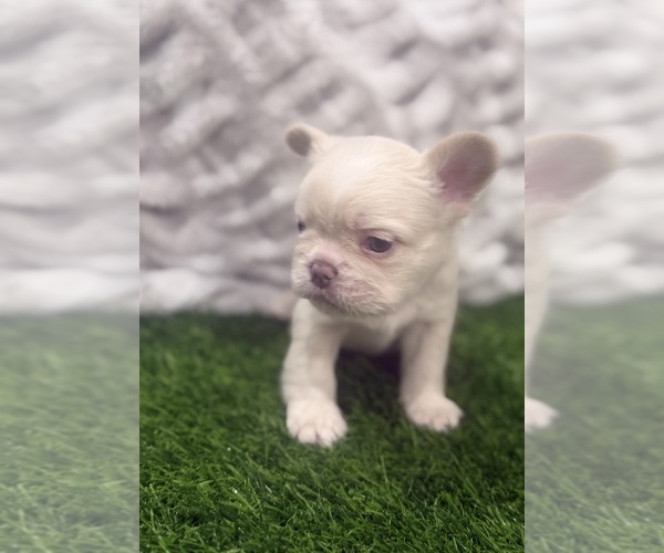 Medium Photo #4 French Bulldog Puppy For Sale in PORTSMOUTH, VA, USA