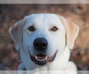 Labrenees Dogs for adoption in Cookeville, TN, USA