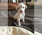 Small Bullypit