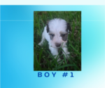 Puppy Boy 1 Schnauzer (Miniature)