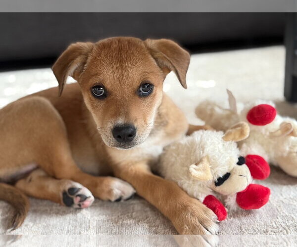 Medium Photo #2 Mutt Puppy For Sale in Tabernash, CO, USA