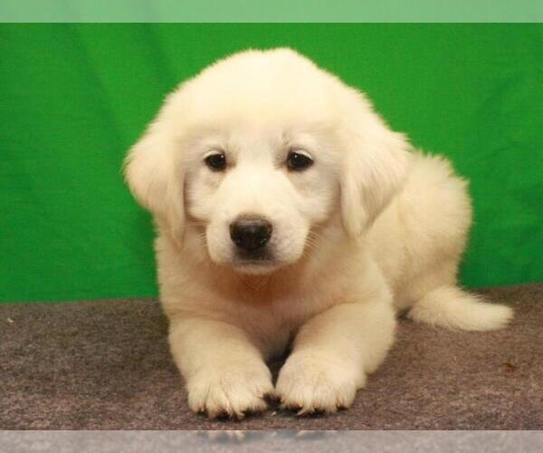 Medium Photo #1 Great Pyrenees Puppy For Sale in SHAWNEE, OK, USA