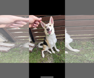 Gerberian Shepsky Dogs for adoption in Holly Springs, NC, USA