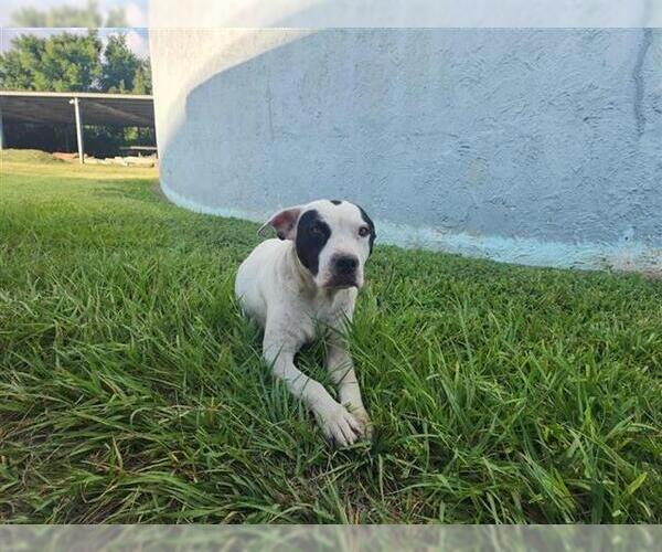 Medium Photo #1 Staffordshire Bull Terrier-Unknown Mix Puppy For Sale in Houston, TX, USA