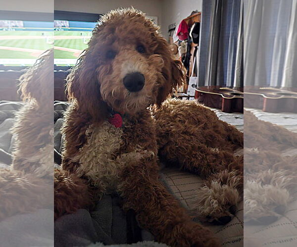 Medium Photo #4 Bernedoodle Puppy For Sale in Alexander, AR, USA