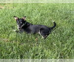 Small #2 Mutt