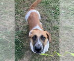 Small #4 Basset Hound Mix