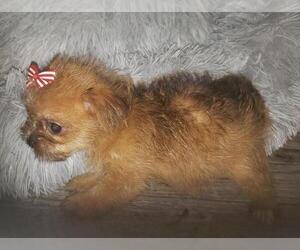 Morkie Puppy for sale in OTTAWA, OH, USA