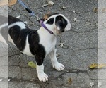 Small #3 American Bulldog