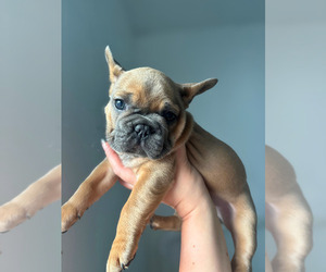 French Bulldog Puppy for sale in EAST BRUNSWICK, NJ, USA