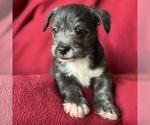 Small #3 Jack Russell Terrier Mix