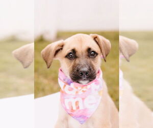 Mutt Dogs for adoption in Princeton, MN, USA