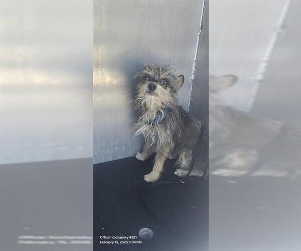 Medium Photo #1 Mutt Puppy For Sale in San Antonio, TX, USA