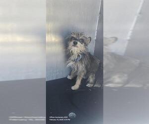 Mutt Dogs for adoption in San Antonio, TX, USA