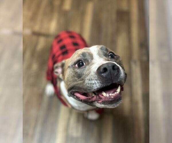 Medium Photo #1 Mutt Puppy For Sale in Royse City, TX, USA