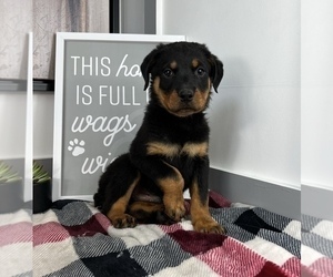 Rottweiler Puppy for sale in FRANKLIN, IN, USA