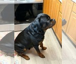 Small Photo #2 Rottweiler-Unknown Mix Puppy For Sale in Germantown, OH, USA