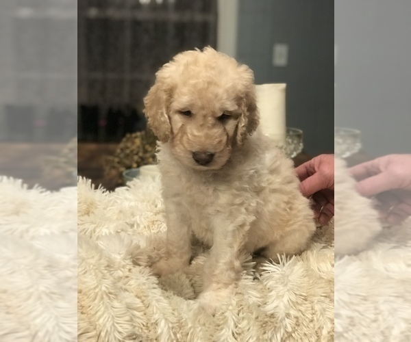 Medium Photo #6 Double Doodle Puppy For Sale in BLAKELY, GA, USA